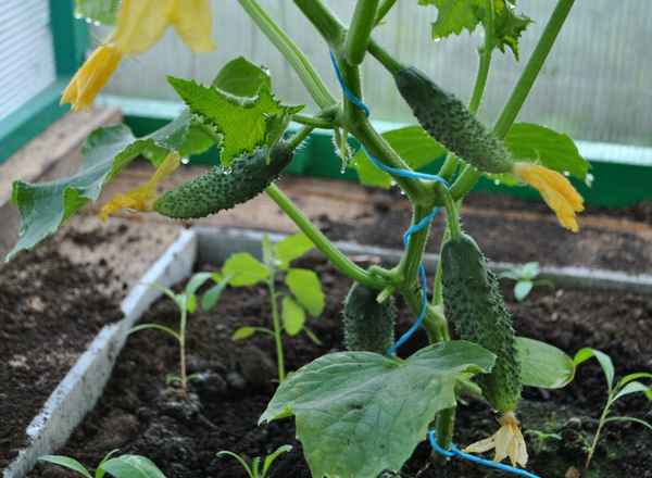 Огурцыкак их правильно выращивать