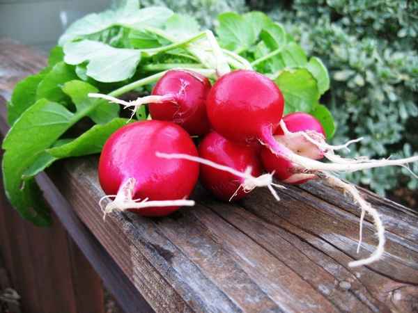 Редиссвойства, сорта, вредители редиса