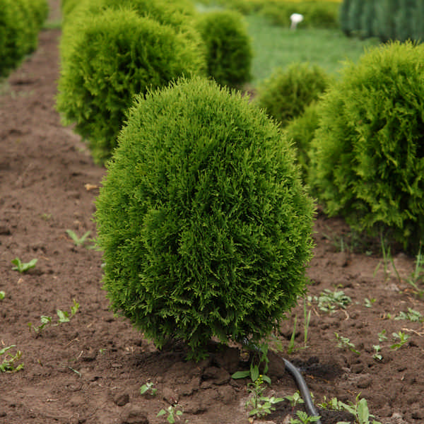 Туяописание, выращивание