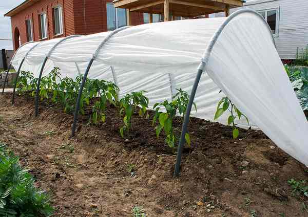 Как выбрать парник, теплицу, агроволокно