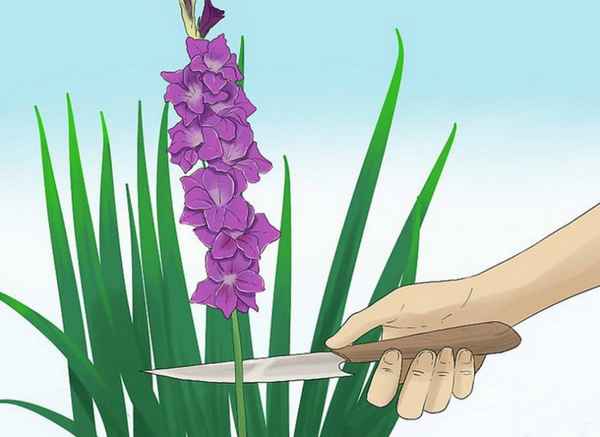 Как срезать гладиолусы для букета