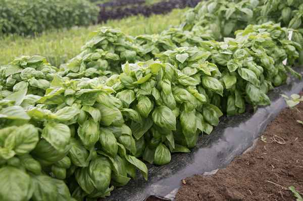 5 веских причин вырастить на своём участке базилик