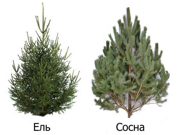 Чем отличается ёлка от сосны