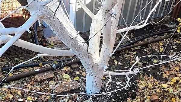 Бесплатный способ защиты яблони от мышей – личный опыт