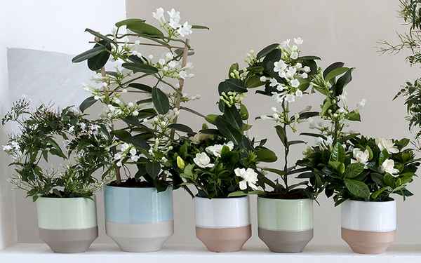 Жасмин комнатный: описание, особенности содержания и ухода за растением