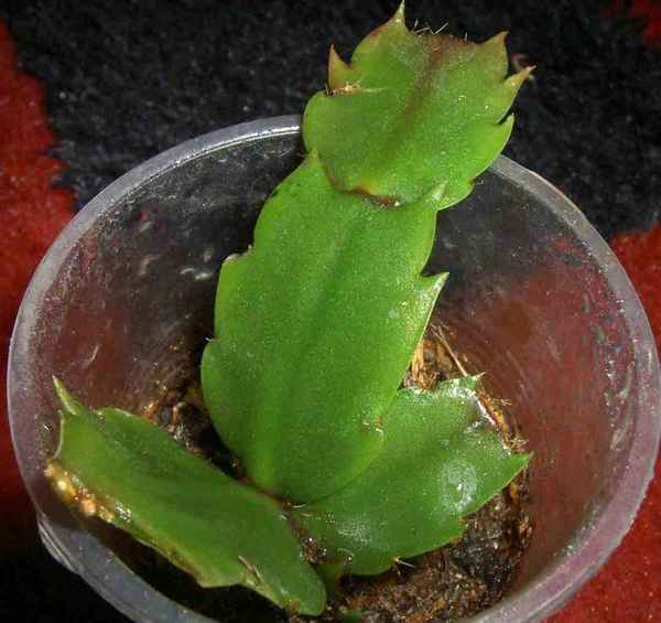 Как размножить шлюмбергеру в домашних условиях