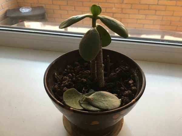 У толстянки опадают листья: причины и лечение