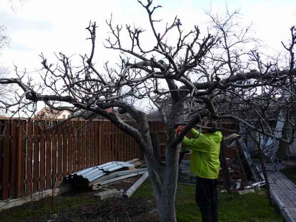 Особенности обрезки старых яблонь