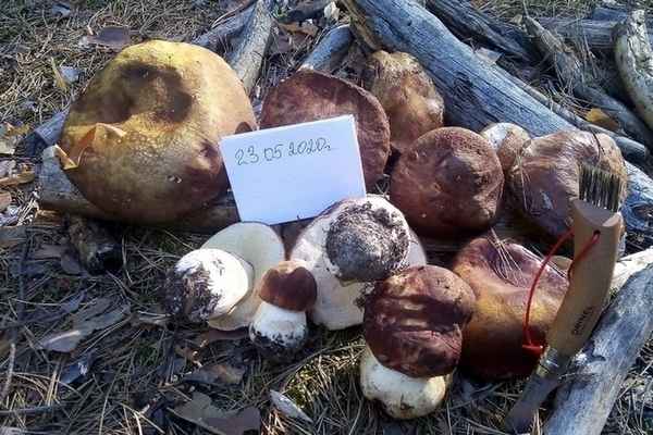 Где и когда растёт белый гриб в Алтайском крае