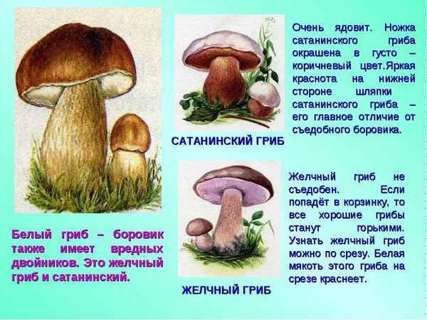 Чем отличается белый гриб от боровика
