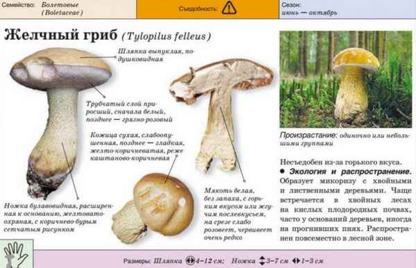 Ложный боровик: съедобный или нет, отличия от настоящего, распространение