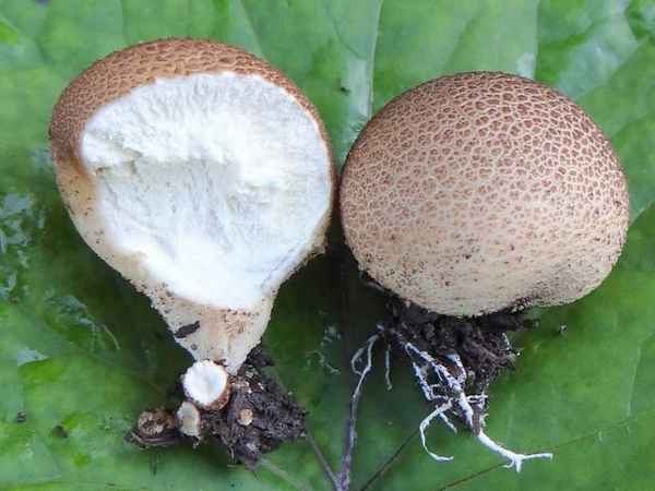 Дождевик: съедобность и вкусовые качества, лечебные свойства, противопоказания