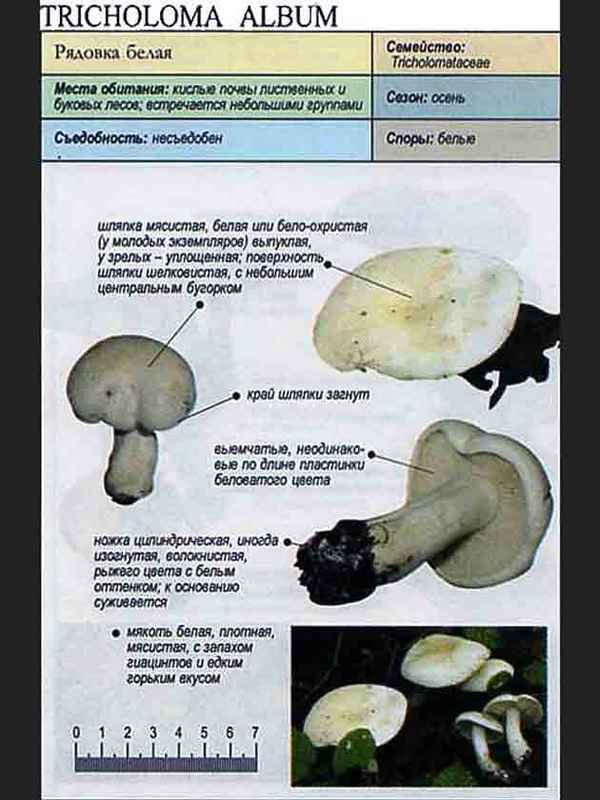 Описание и особенности применения гриба рядовка белая