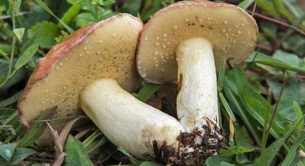 Маслёнок зернистый