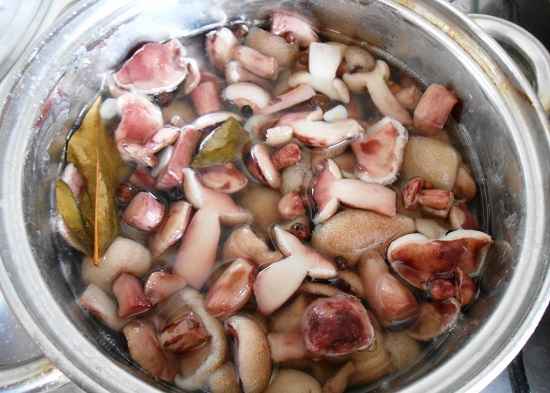 Маслята стали розовыми после варки: причины