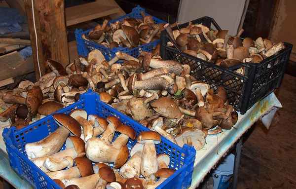 Обработка подберёзовиков после сбора: чистка, вымачивание