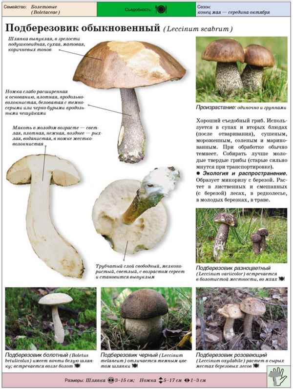 Грибы подберёзовики: фото и описание, в какое время собирать