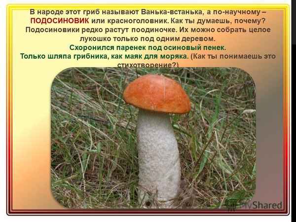 Когда начинают расти грибы подосиновики