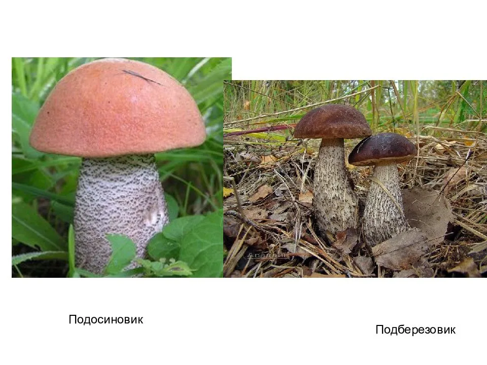 Как быстро растут подосиновики после дождя