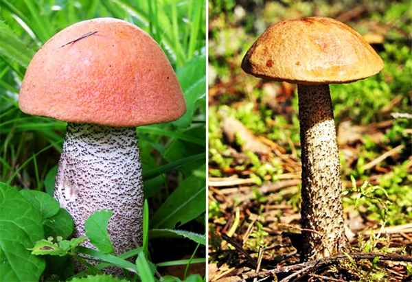 Как отличить подосиновик от подберёзовика