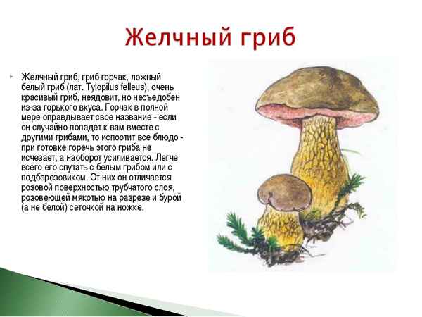 Описание гриба горчак и особенности его применения