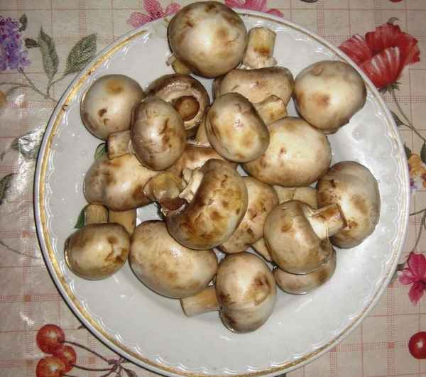 Как определить непригодные в пищу, испорченные шампиньоны