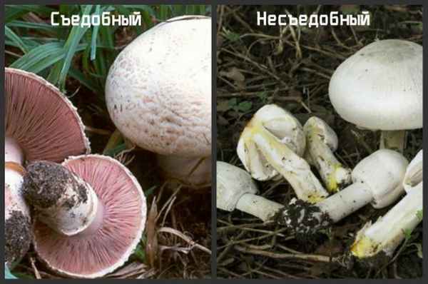 Шампиньоны лесные: ложные и настоящие