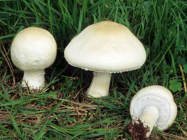 Описание и внешний вид шампиньона полевого