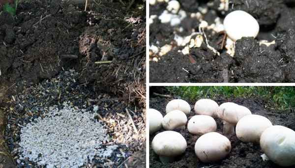 Как посадить шампиньоны на садовом участке в открытом грунте