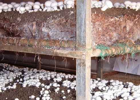 Шампиньоны как вариант бизнеса: материалы, оборудование, себестоимость