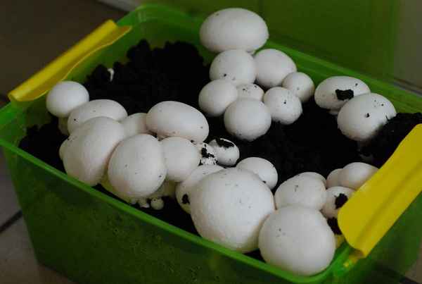 Как вырастить шампиньоны в домашних условиях: технология выращивания, как растут