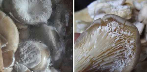 Можно ли есть вешенки с белым налётом