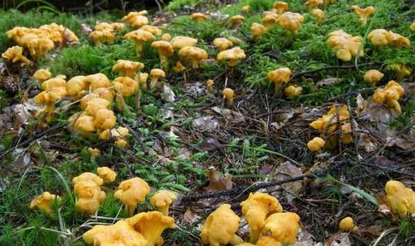 Грибы лисички: места и сезон сбора