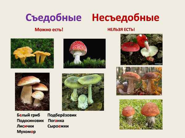 Какие сыроежки можно есть, а какие нельзя