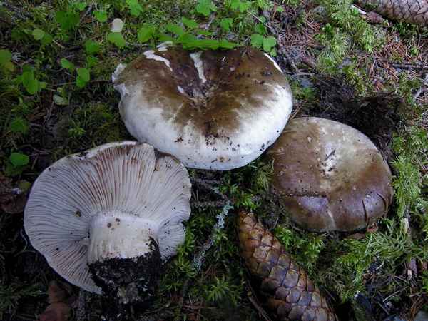 Подгруздок чёрный (Russula adusta): описание гриба, двойники, сезон сбора