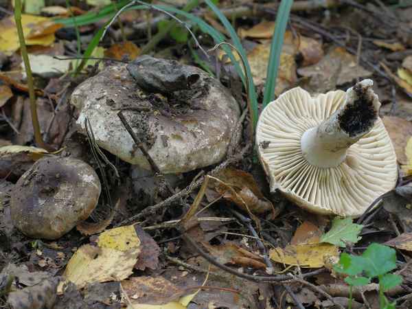 Чернеющий подгруздок (Russula nigricans): описание гриба, похожие виды