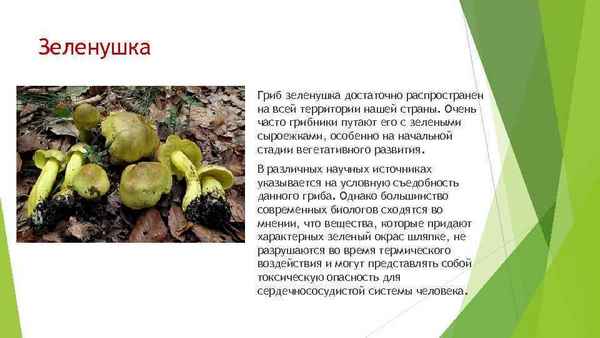 Описание гриба зеленушки, польза и вред, особенности применения