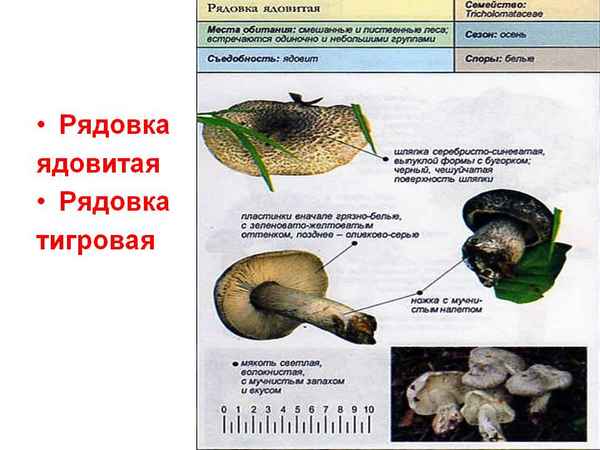 Описание и особенности применения гриба рядовка тигровая