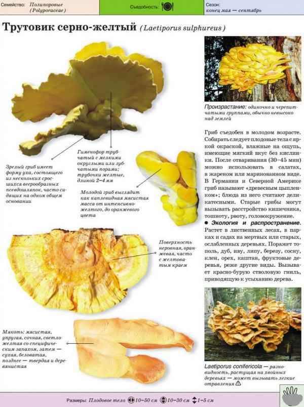 Трутовик серно-жёлтый: описание, использование в медицине, противопоказания