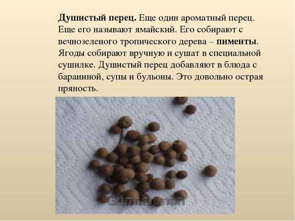 Полезные свойства и особенности применения душистого перца