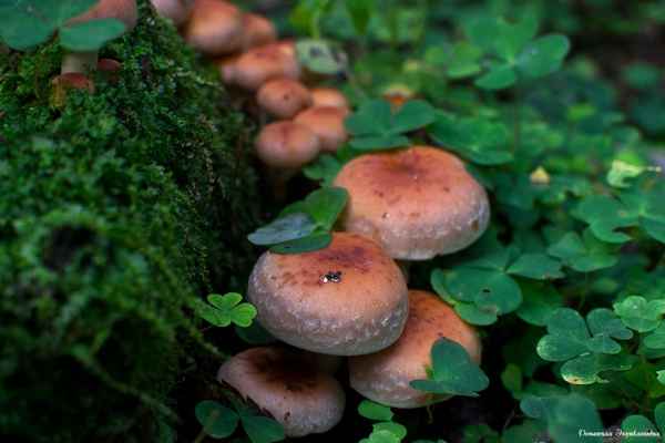 Кирпично-красный опёнок: внешний вид, где растёт, время плодоношения