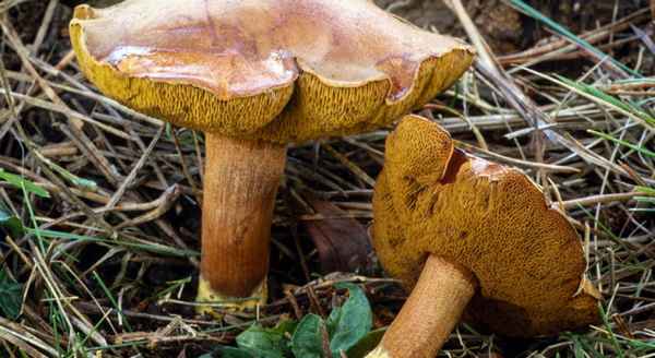 Перечный гриб (Chalciporus piperatus)