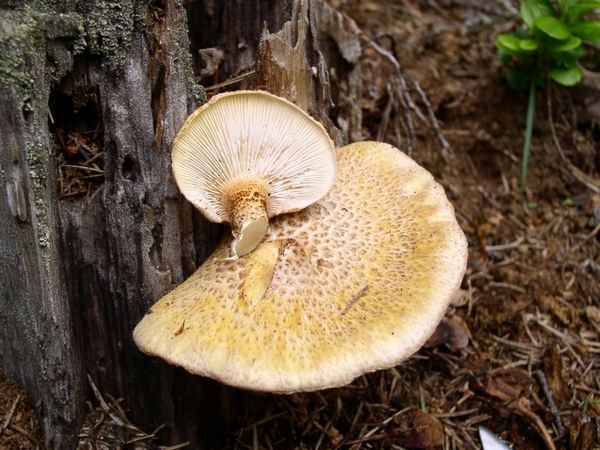 Шпальный гриб (Lentinus lepideus)
