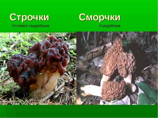 Гриб сморчок: съедобный или нет