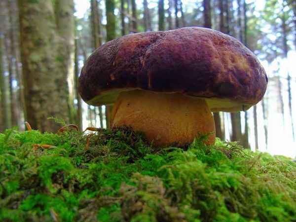 Виды белых грибов