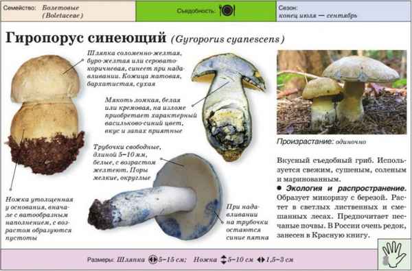 Описание гриба синяка (гиропорус), особенности применения