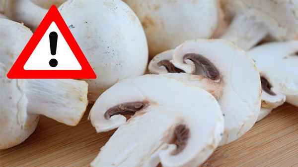 Сырые шампиньоны: противопоказания, польза и возможный вред употрeбления сырыми