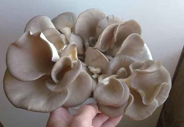 Как легко и просто почистить, обработать вешенки