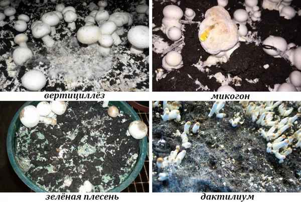 Болезни грибов шампиньонов при выращивании и хранении: фото и способы борьбы