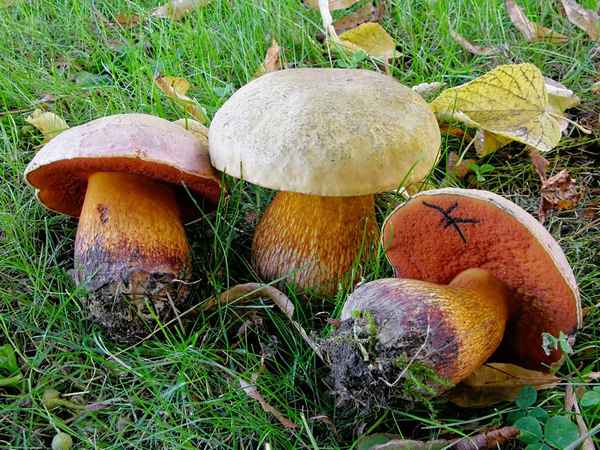 Виды дубовика